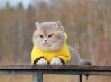 Британские кошки и котята / Москва